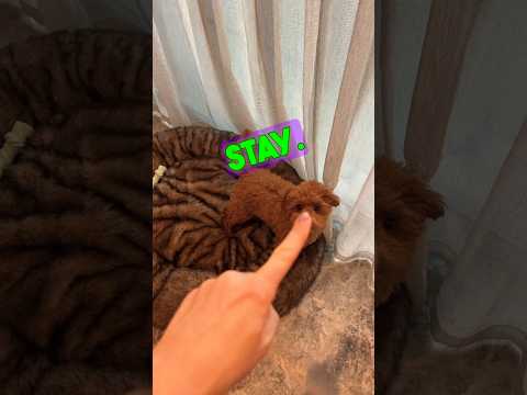 Puppy training πΎ #dogbehaviourist #dogtrainer #dogtraining #poodle #puppy #puppytrainer