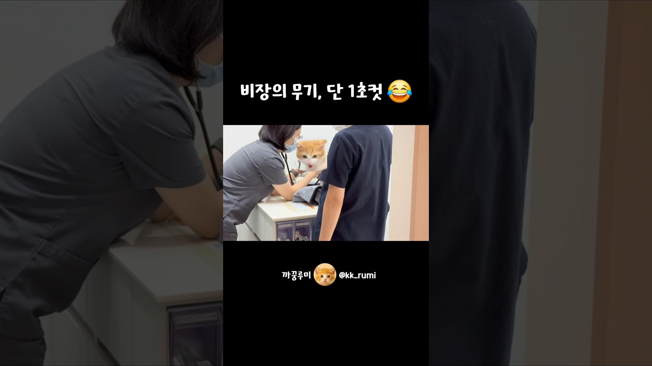 루미의 첫 하악질, 1초 만에 끝! 🐑