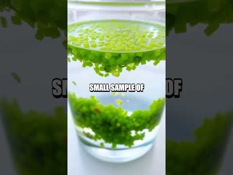 DIY Algal Biofuel
