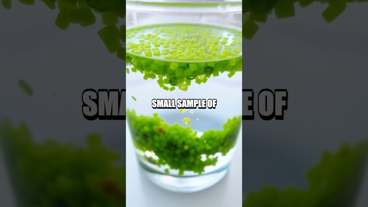 DIY Algal Biofuel for Sustainable Energy 🌱