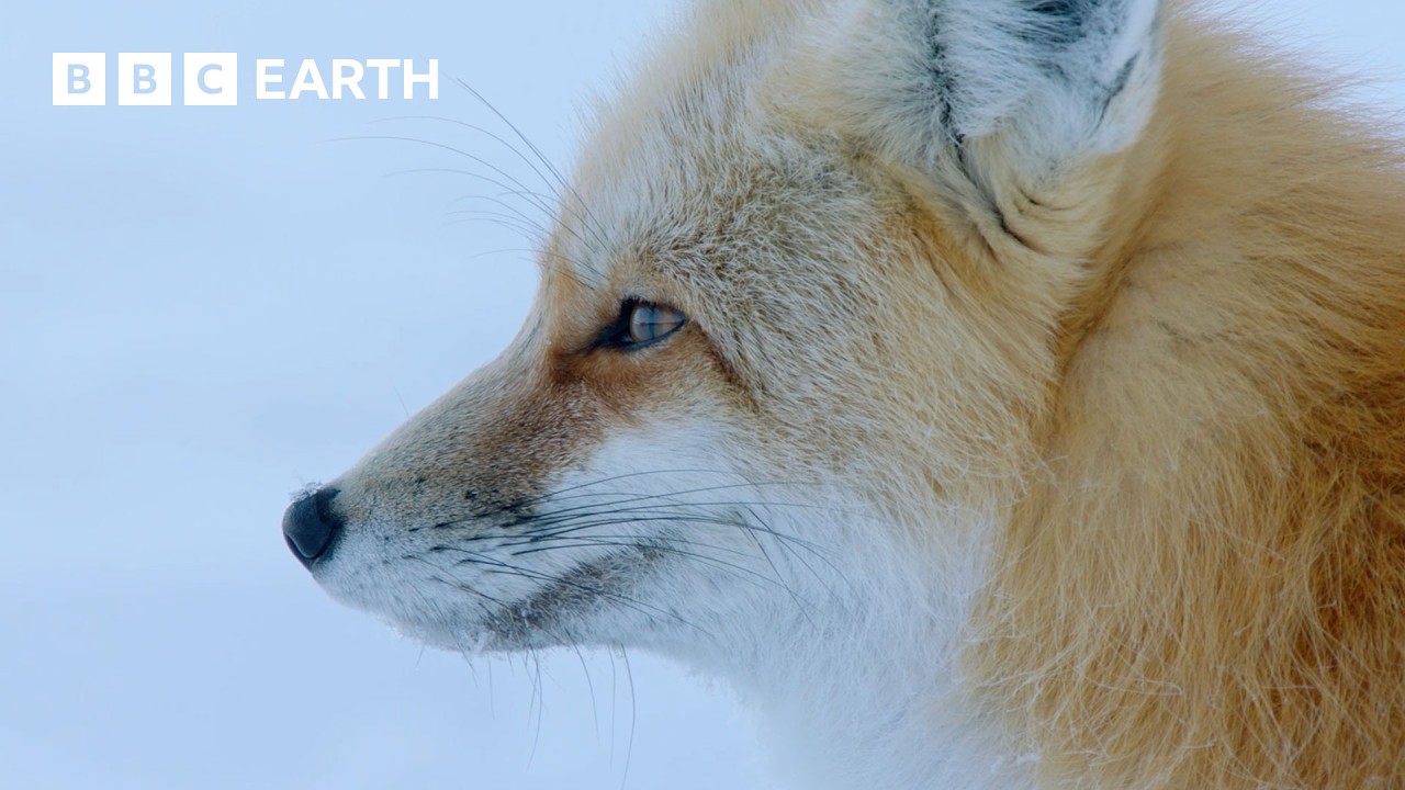 The Secret Life of Foxes | BBC Earth 🦊