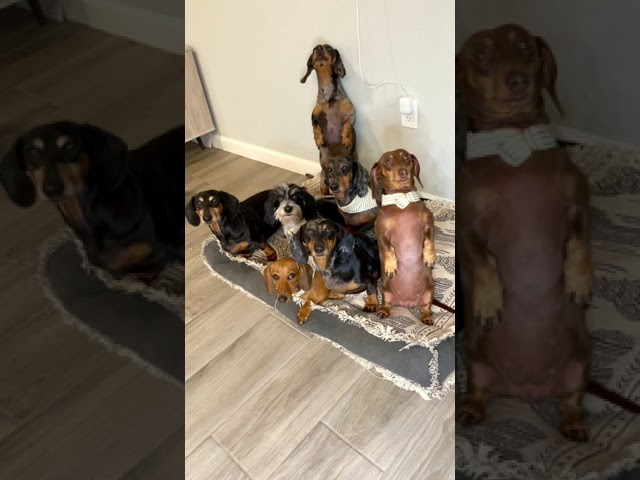 7 Adorable Dachshund Weenie Dogs ๐ถ