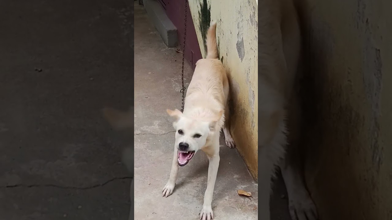 Dog Barking Sound 🐶