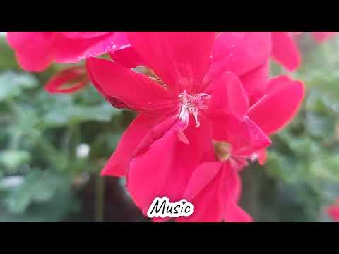 Музыка моей души