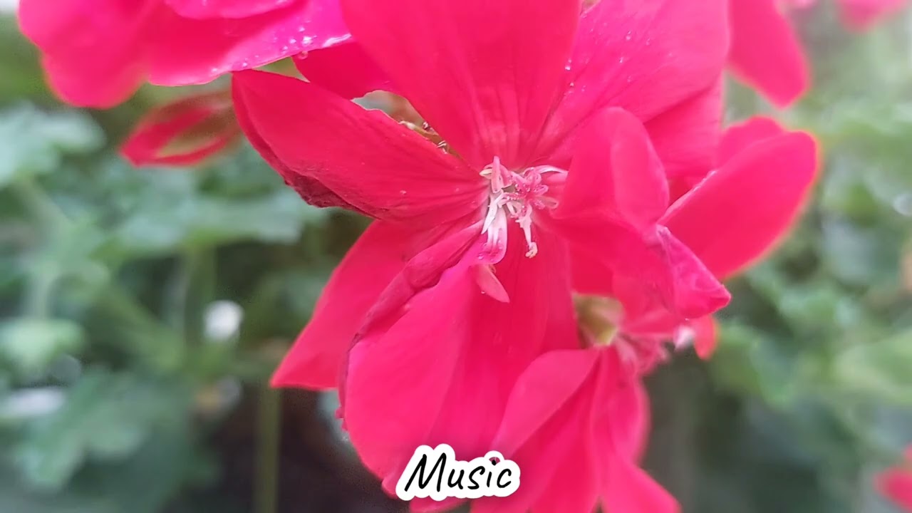 Музыка моей души 🎶