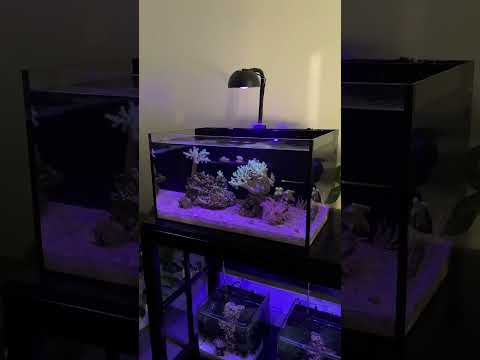 Filtration for my reef tanks! #aquarium #reefaquarium #reeftank #saltwatertank