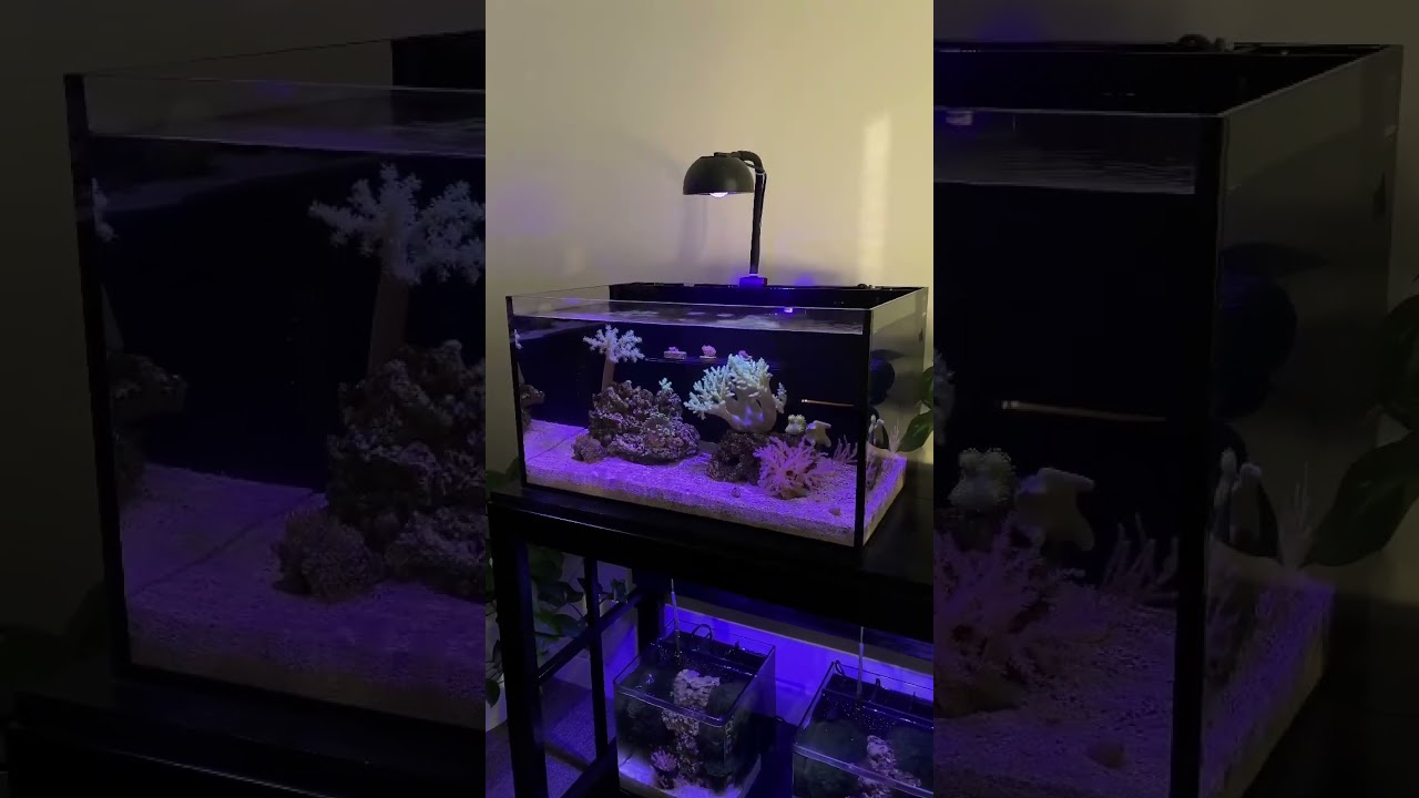 Ultimate Guide to Filtration for Your Reef Tank 🐠