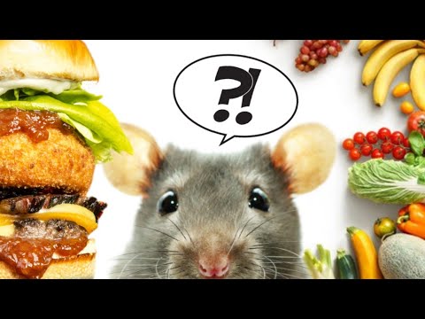 Les meilleurs APPÂTS pour piéger les rats et souris !