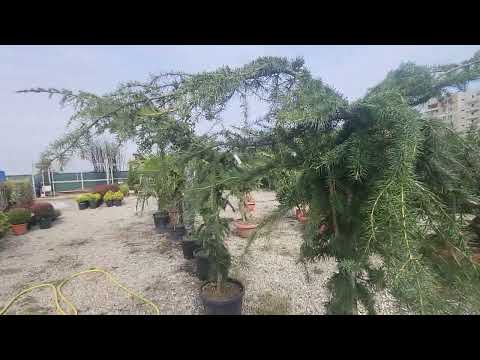 Cedru amenajare gradini, cedri de pepinieră, creare site cu platforma web www.BRYO.com