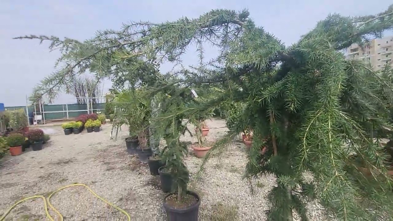 Transformă-ți Grădina cu Cedri de Pepinieră și Creare Site Web Profesionist 🌿