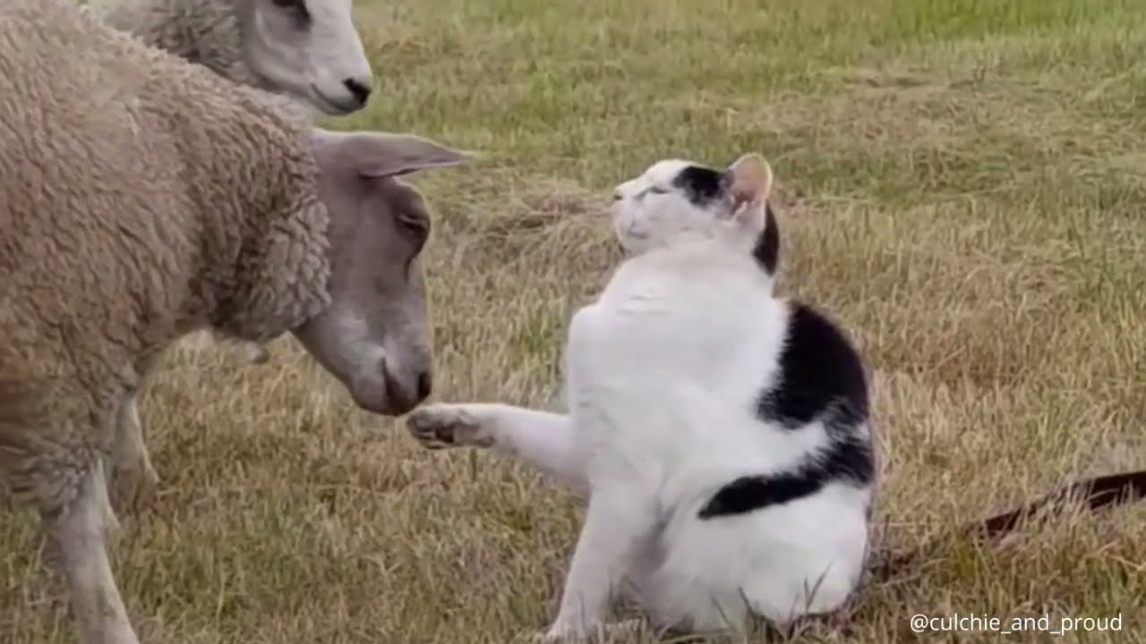 Clients malhonnêtes : soutien et contenu exclusif 🎥
