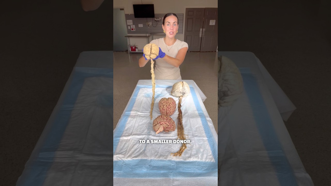 Discover the Amazing Complexity of the Human Brain 🧠