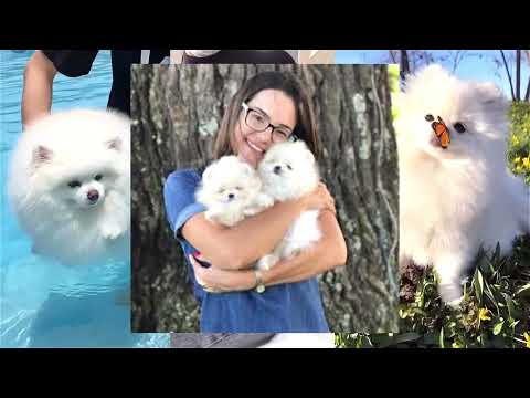 5 Things You MUST Know Before Getting a Teacup Pomeranian! π