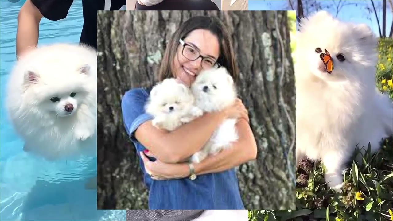 5 Top 5 Essential Tips Before Bringing Home a Teacup Pomeranian 🐶