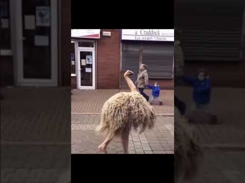 Skinwalkers Spotted on Camera 👀