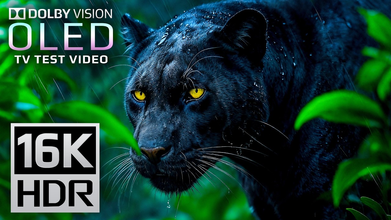 16K HDR 120FPS OLED Dolby Vision Demo 🎥