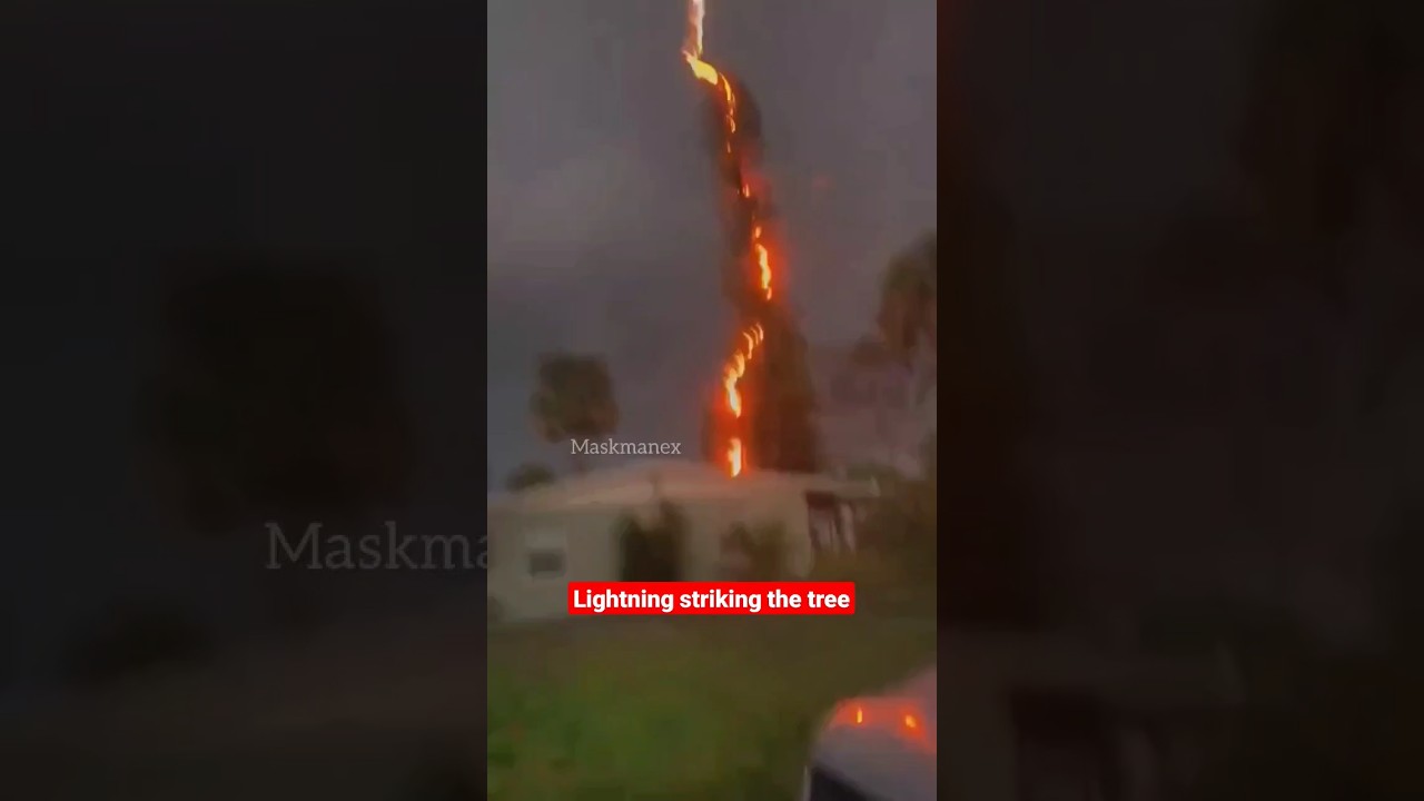 Lightning Strikes Tree ⚡ #Shorts