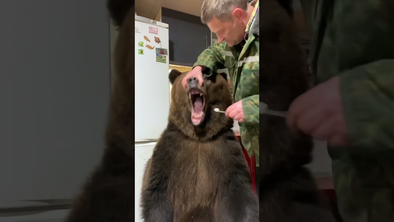 Уникальное утро: Медведь Том чистит зубы в Москве 🐻