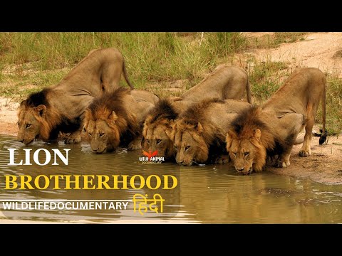 LION BROTHERHOOD | Wild Africa | हिन्दी डॉक्यूमेंट्री | Life in the Jungle | Full documentary