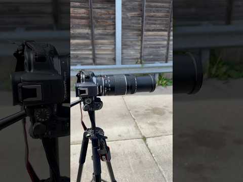 Tested the Canon 75 - 300mm most hated Canon lense. It’s not bad for the price. #shorts