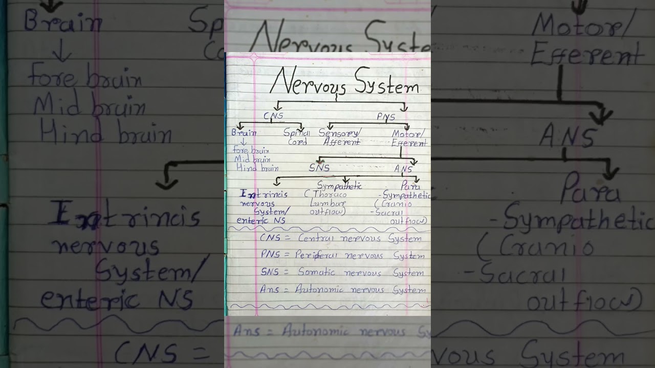 cns and pns nervous system #anatomy #notes #nervoussystem