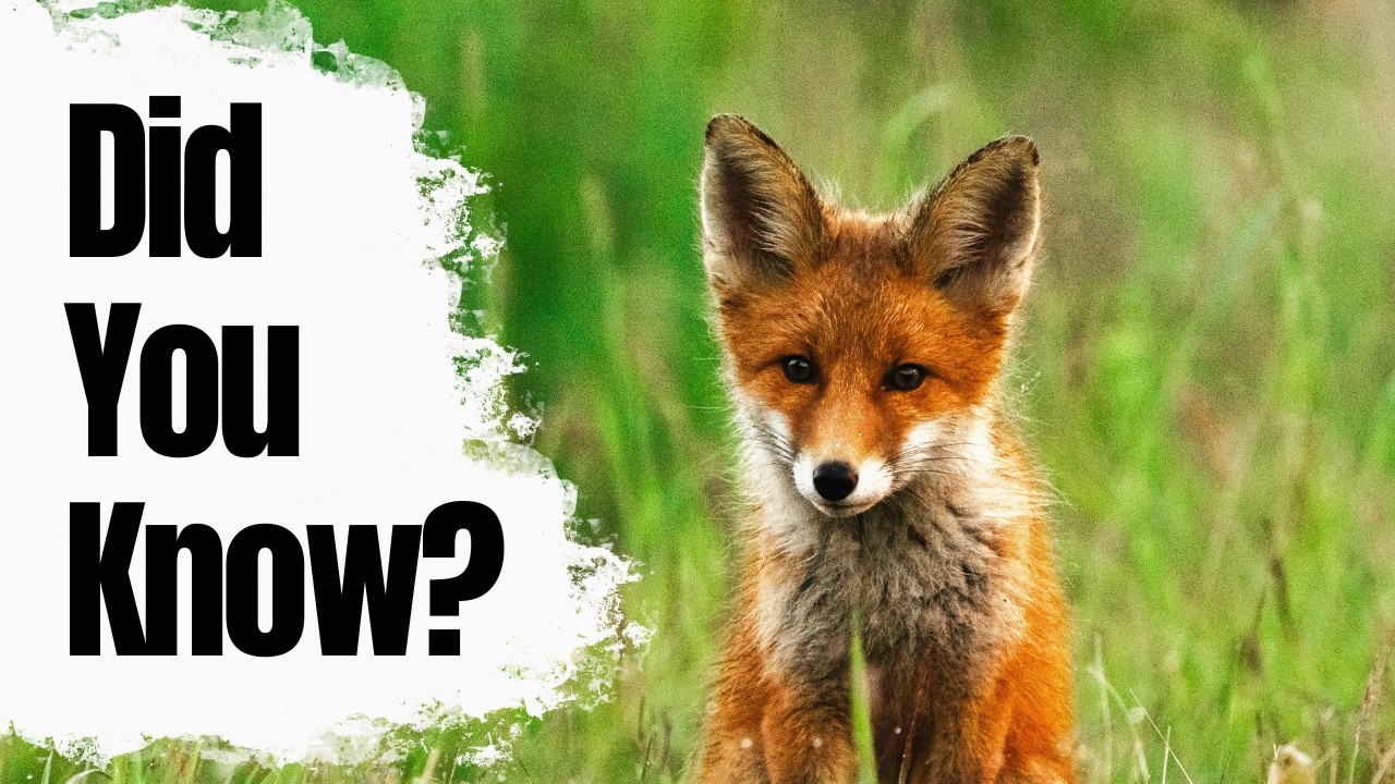 Surprising Facts About Red Foxes 🦊