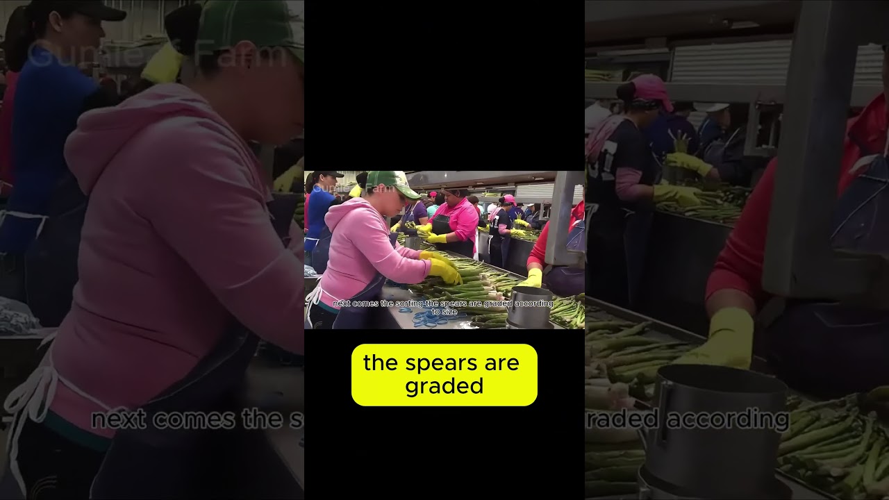 Asparagus Sorting & Packing: From Field to Market 🌱