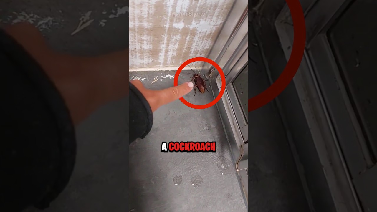 Never Kill a Cockroach! 🪳 Best Tips to Get Rid of Them