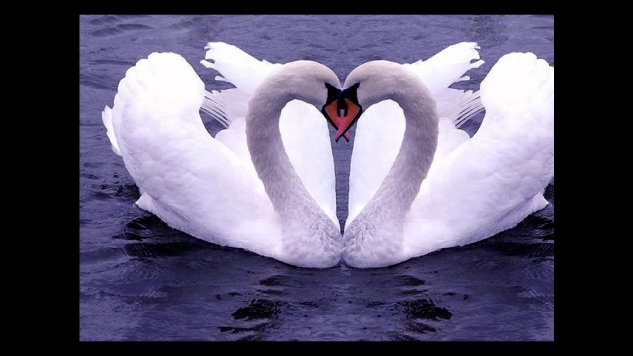 Le lac des cygnes ( Tchaikovski ).wmv