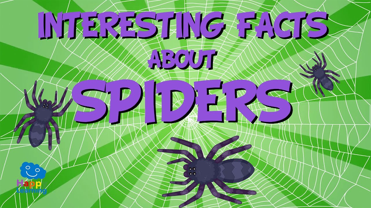 Fun Facts About Spiders 🕷️ | Kids' Educational Video