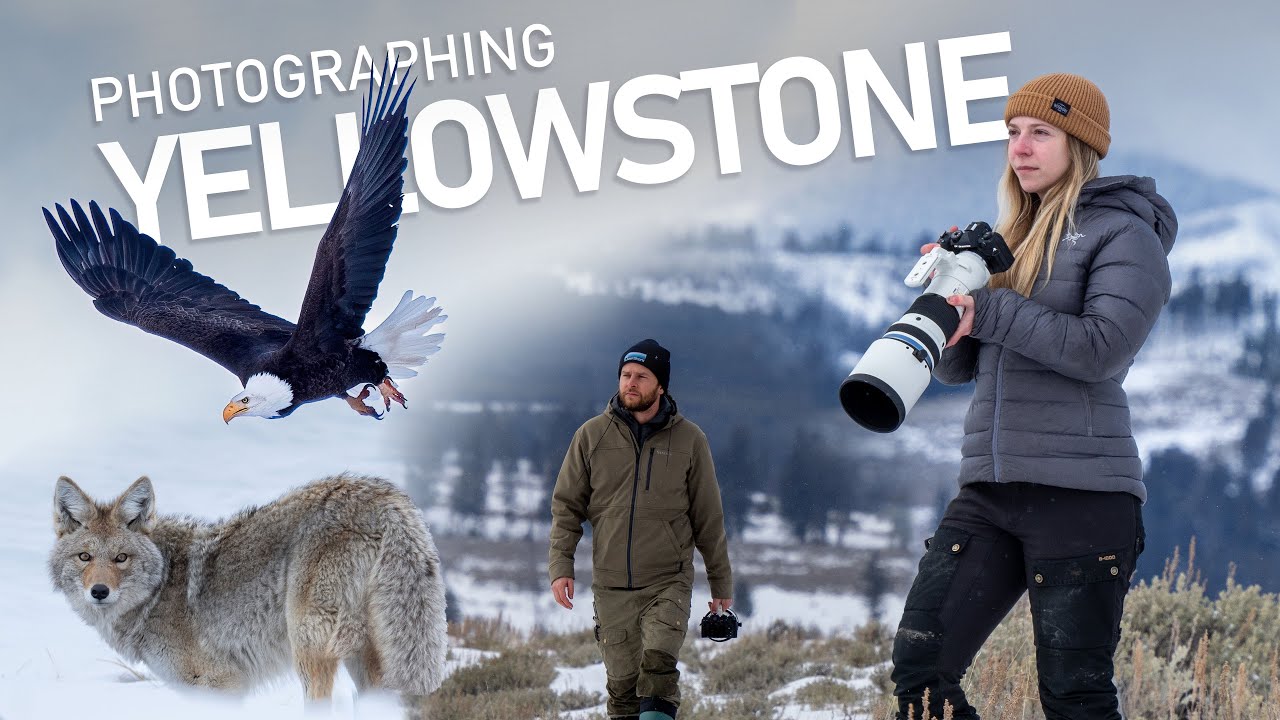 Winter Wildlife Photography in Yellowstone πΈ