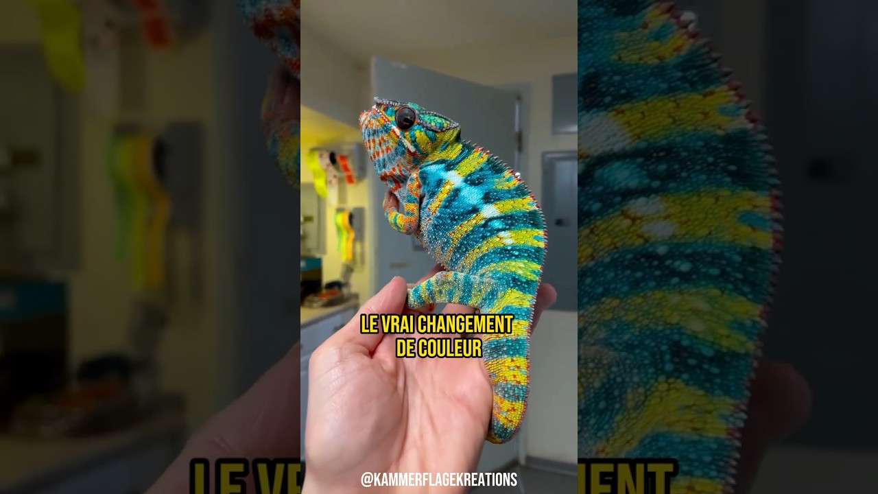 Le Caméléon a Surpris Tout le Monde 😳
