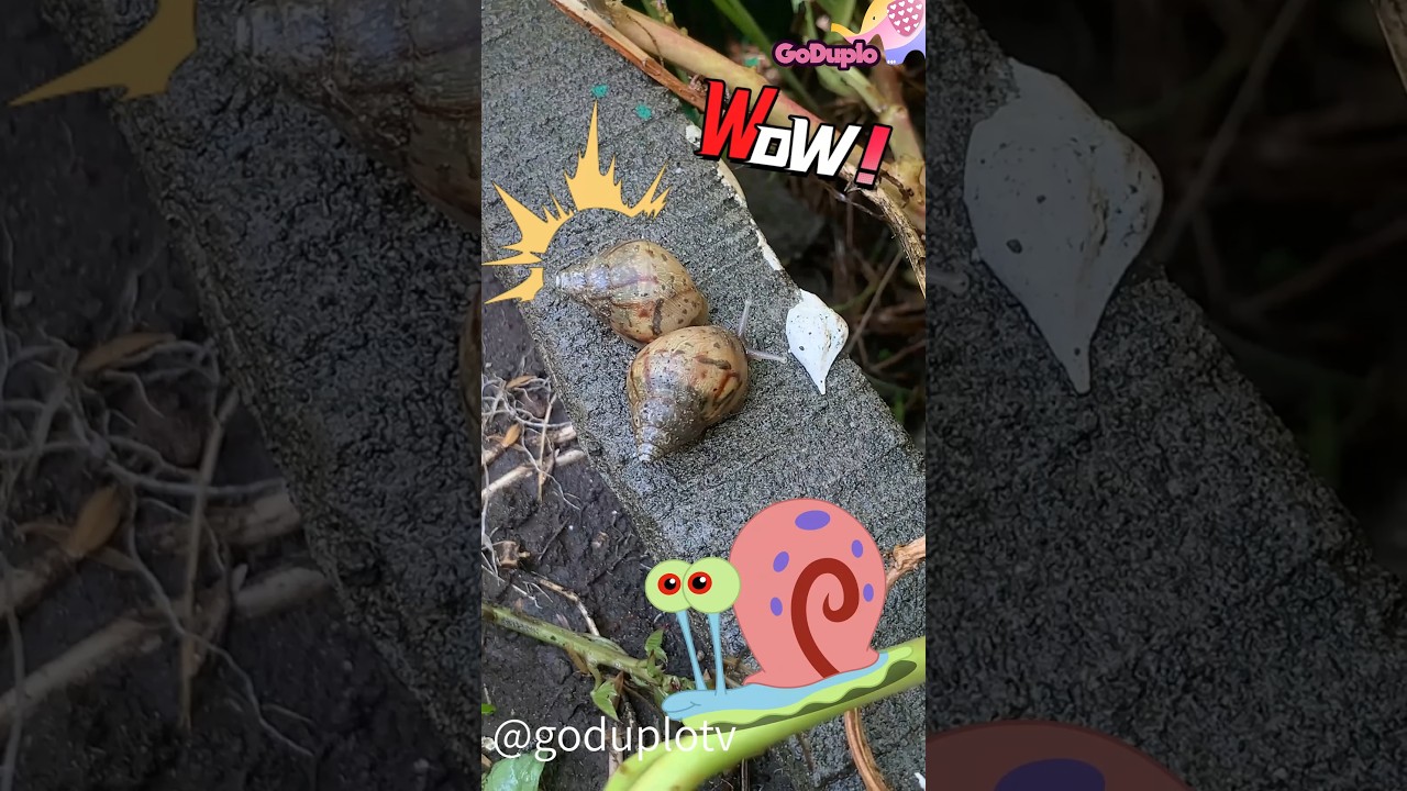 Siput & Kaki Seribu di Tanamanku! 😱