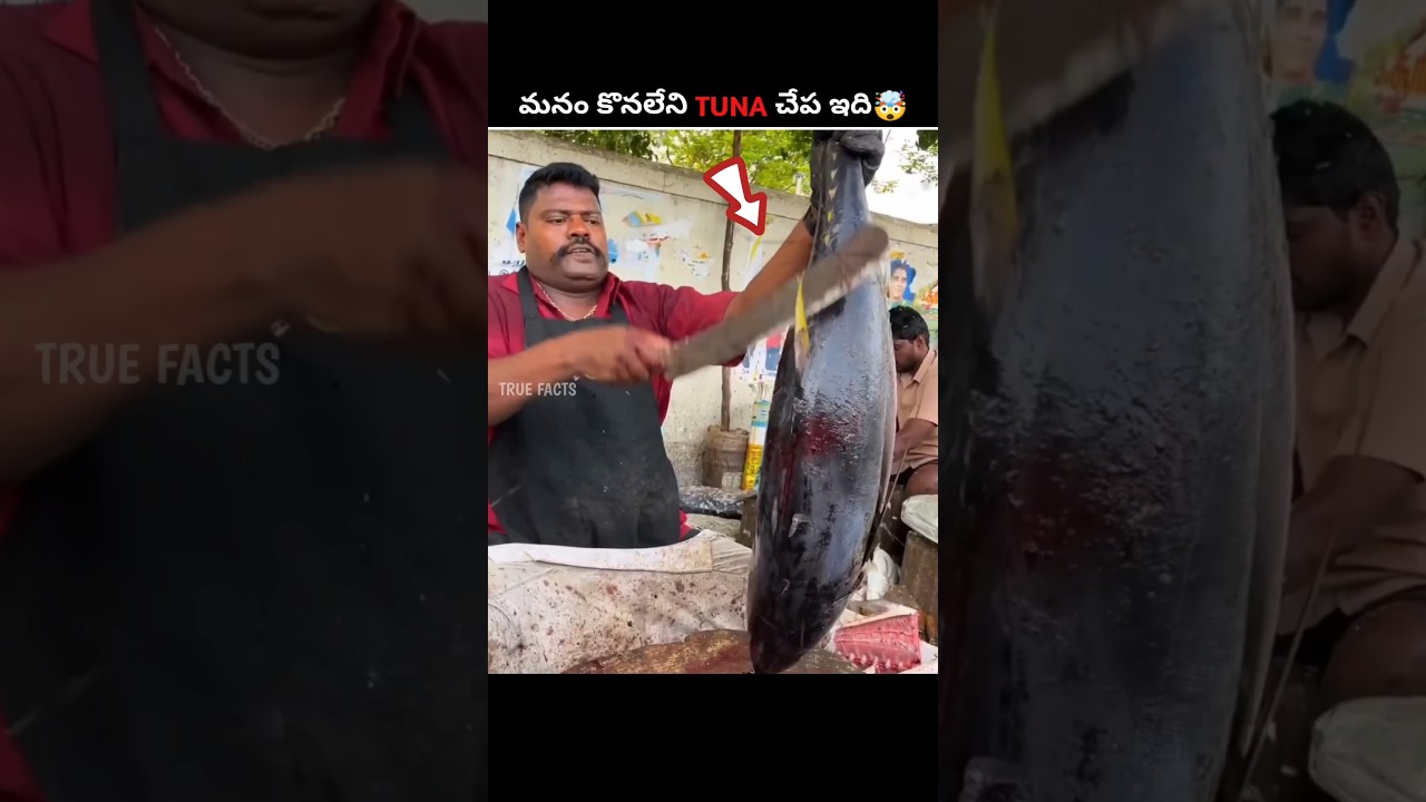 Why Live Tuna Can't Be Bought 🐟