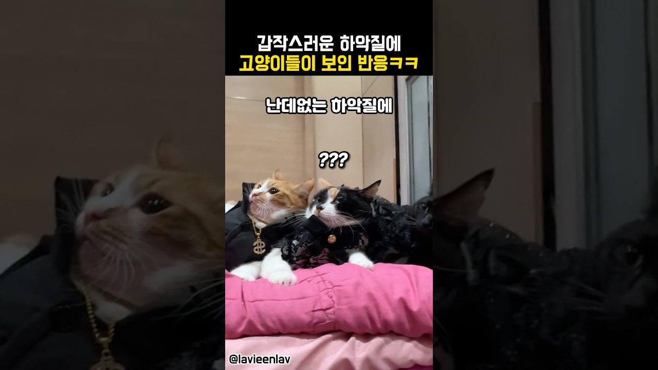 고양이들, 갑작스런 하악질에 반응 😺