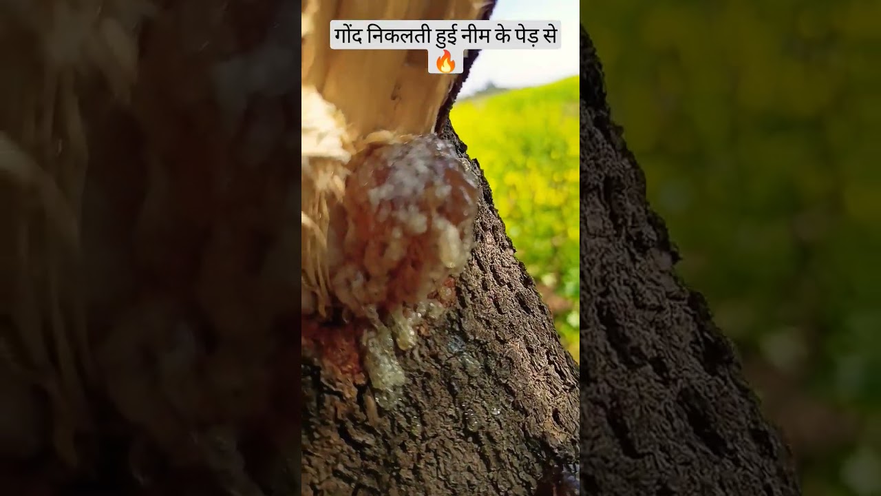 गोंद निकलता पेड़ का वायरल वीडियो 🌳