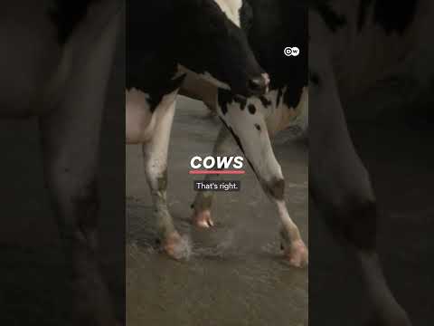 The island that could disappear | DW Documentary