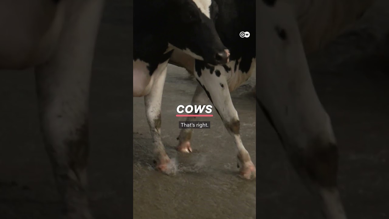 Oland Island Faces Vanishing Threat 🌊