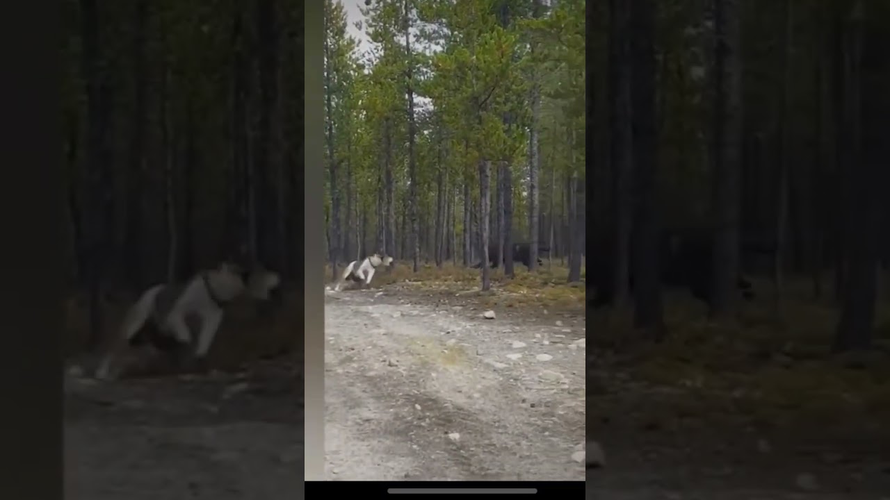 Wolf Attacks Dog Suddenly 🐺