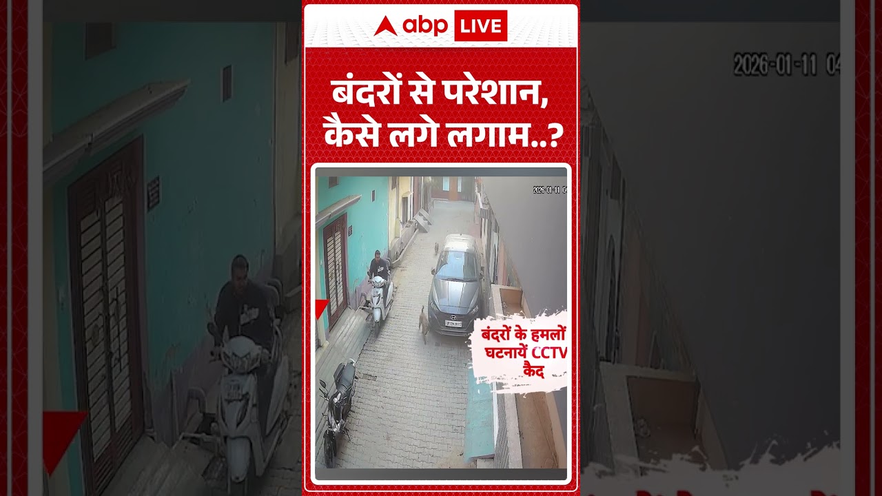 UP News: बंदरों का आतंक, कैसे लगाम लगाएं? 🐒