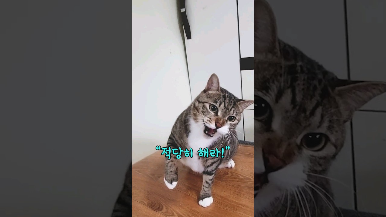 고양이 하악질의 7가지 이유 🐱