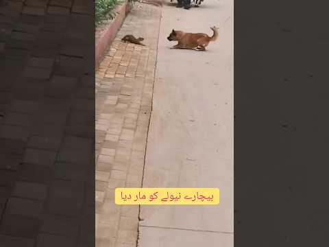 Dog and weasel fight very dangerous fight#youtube #shortvideo