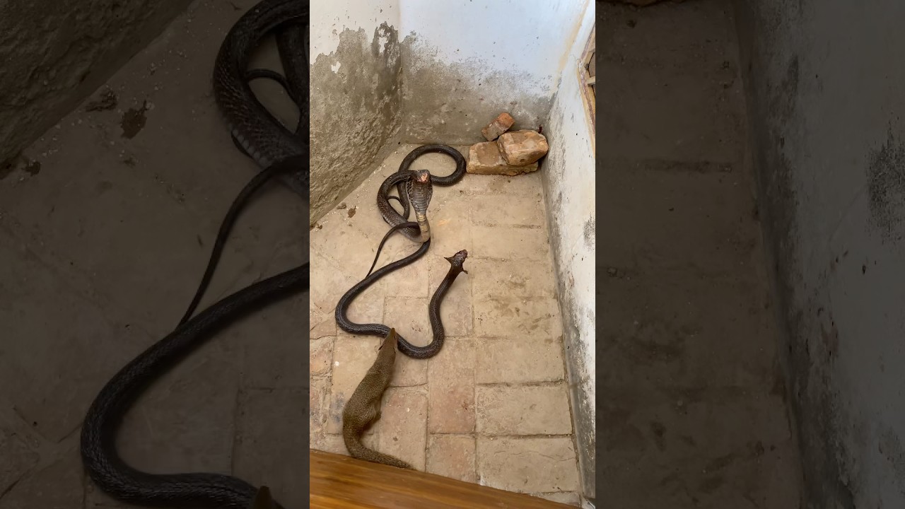 Mongoose vs Two King Cobras 🐍