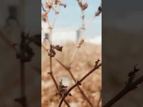 వెళ్లిపోతుంది ప్రాణమే #lovefailure #lovestory #sanju #sadsong #lovebreakup #shorts #short #telugu