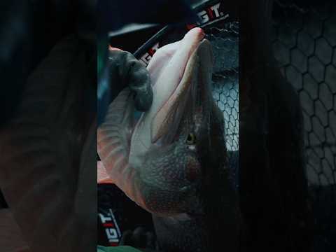 Щука по 20 кг весом #HotSpotPike2