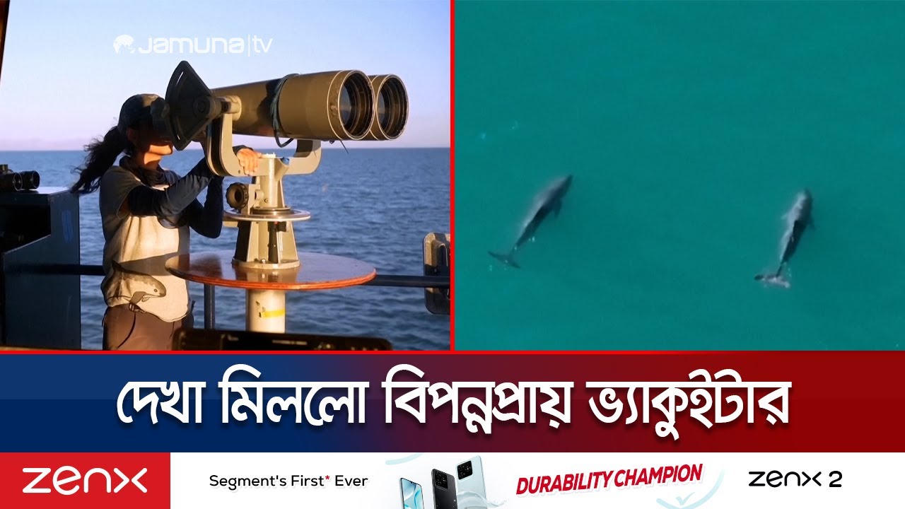 অবশেষে দেখা মিললো বিপন্নপ্রায় ভ্যাকুইটার শাবক 🐬 | Jamuna TV