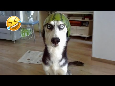 Funniest Cats & Dogs of 2025 🐾😂 | Try Not To Laugh Challenge!