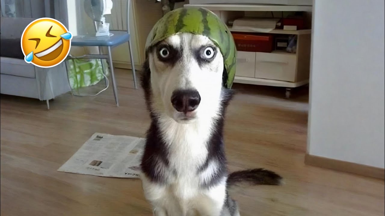 Hilarious Cats & Dogs of 2025 πΆπ | Ultimate Try Not To Laugh Challenge!