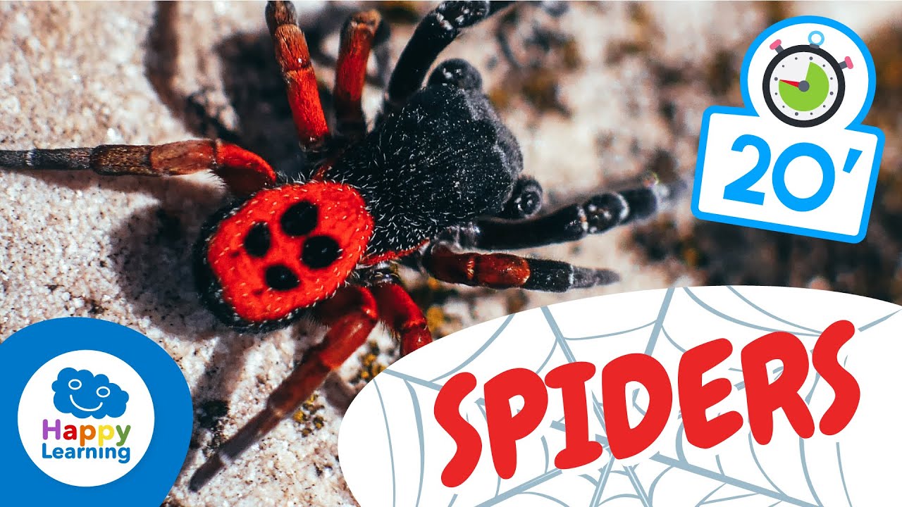 Spiders for Kids 🕷️ | Fun & Educational Facts