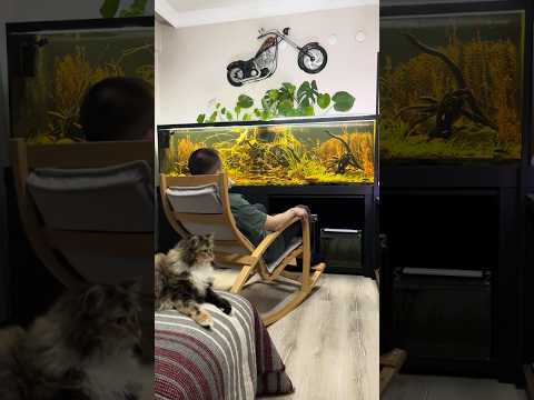 No Filter, No Water Change Dirted Fish Tank Day 475 #aquarium #aquascape #ecosystem